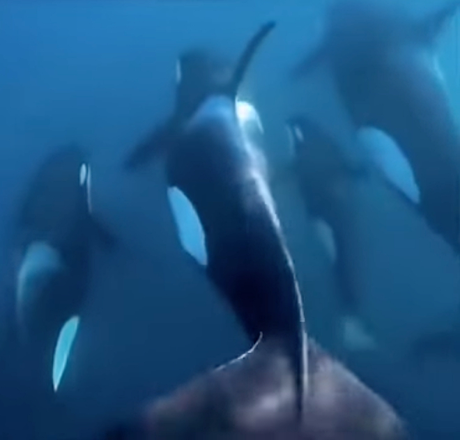 Косатка приплыла к лодке людей и позвала за собой в соседний залив: видео очевидцев