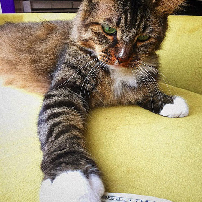 Кота взяли с улицы и поселили в магазин, а через несколько месяцев у двери по утрам стали появляться деньги