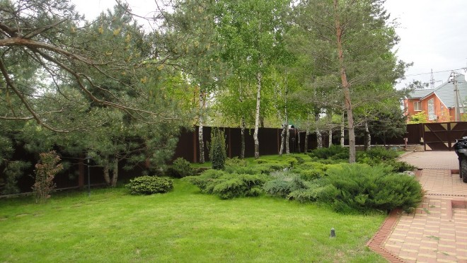 Хвойные растения для сада: выбираем самые неприхотливые культуры (65 фото)