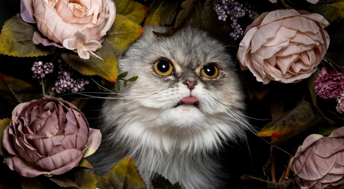 9 самых странных привычек кошек: зачем они так поступают