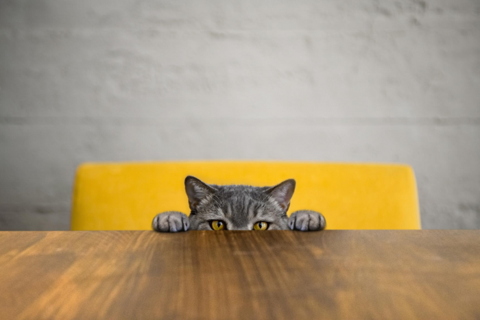 Никакого молока: ветеринар дала список разрешенных продуктов, которыми можно угостить кошку