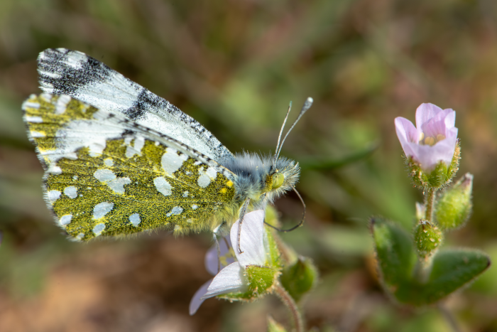 Записки астраханского натуралиста. Для кого цветут сады?