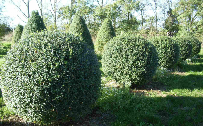 Неприхотливые декоративные кустарники в ландшафтном дизайне: фото и описания (56 фото)