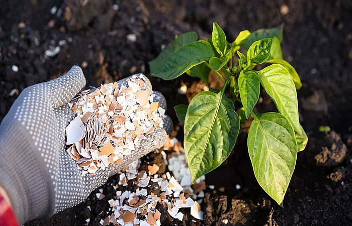 Какие садовые привычки давно пора оставить в прошлом