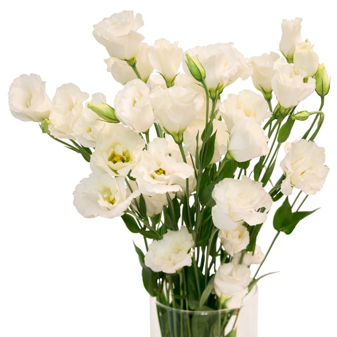 Комнатные растения в интерьере квартиры (112 фото)