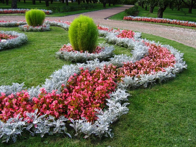 «Седой» цветок или прекрасное комнатное растение цинерария (61 фото)