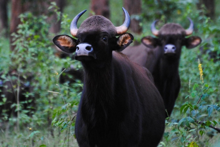 Гаур: самый крупный дикий бык, король джунглей