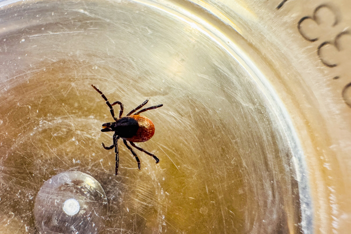 Россиян предостерегли от главной ошибки после укуса клеща