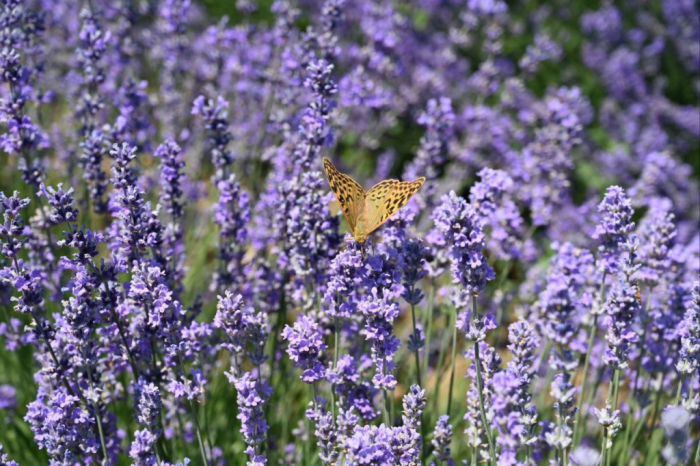"Зелёный щит": какие растения посадить на садовом участке для отпугивания клещей