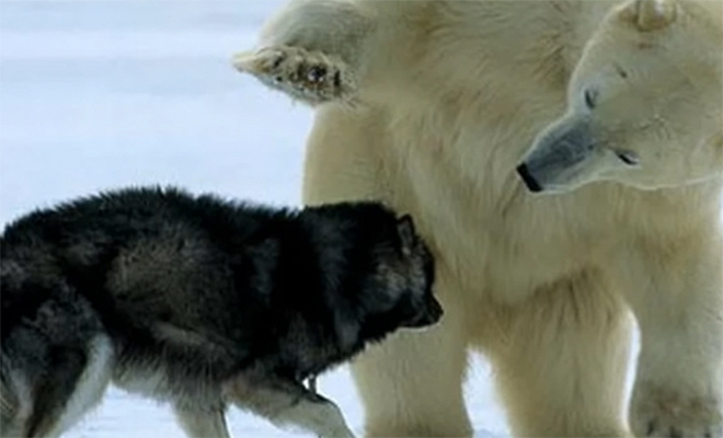 Мужчина отступил, когда к его собаке подошел белый медведь, и начал снимать животных на камеру