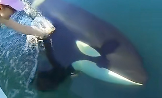 Косатка приплыла к людям в лодке и стала звать за собой в соседнюю бухту: видео