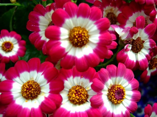 «Седой» цветок или прекрасное комнатное растение цинерария (61 фото)