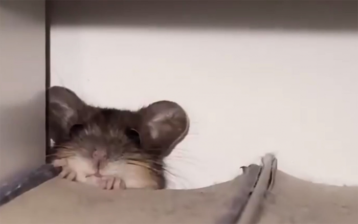 Коты поймали мышонка, а хозяйка вынесла его на улицу. Тогда коты принесли его обратно