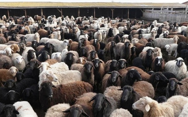 Астраханской области ограничен ввоз животноводческой продукции в Беларусь и Казахстан