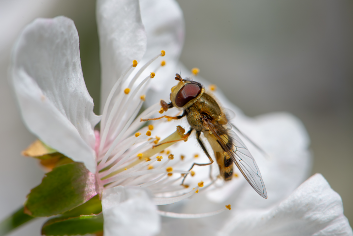 Записки астраханского натуралиста. Для кого цветут сады?