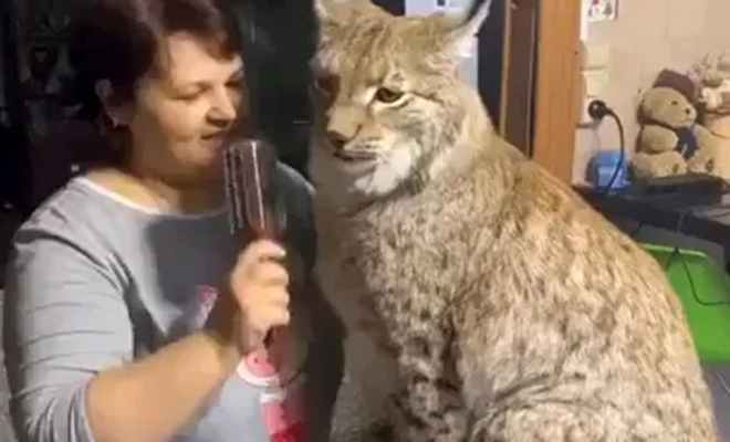 Женщина в Сибири выходила подобранную рысь и оставила ее дома как кошку