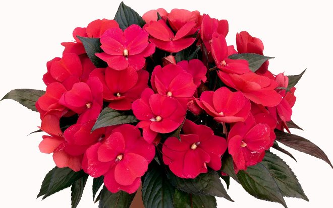 Комнатные растения в интерьере квартиры (112 фото)