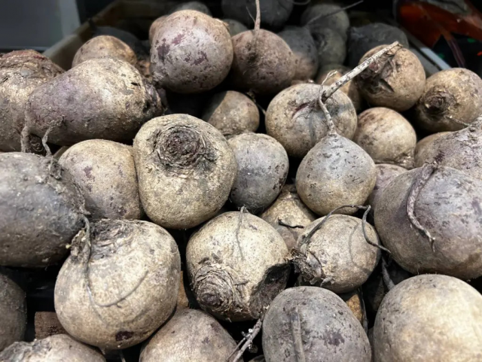 Свёкла размером с тарелку и сладкая как мёд: эти сорта заставят соседей просить семена