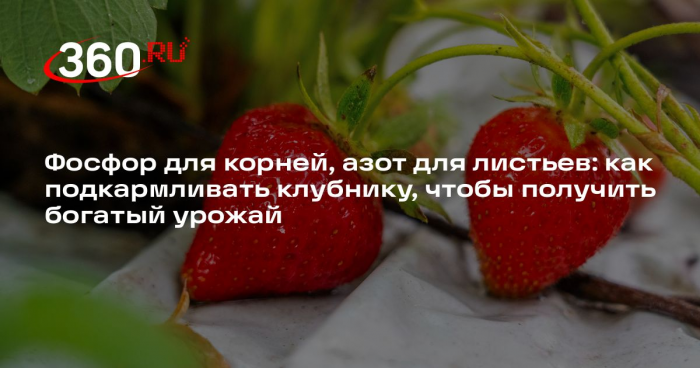 Садовод Олейник объяснила, почему автополив-брызгалка губительна для клубники