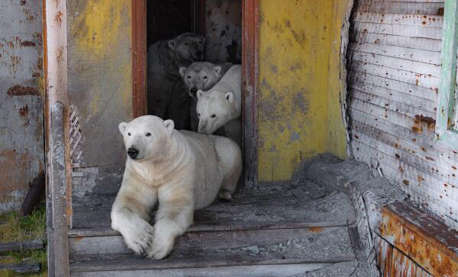 Они смотрят в окна: банда белых медведей захватила советскую базу и живет в домах как люди