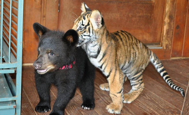 Люди защитили от охотников льва, медведя и тигра. Прошло 15 лет, но они все еще вместе и считают себя семьей