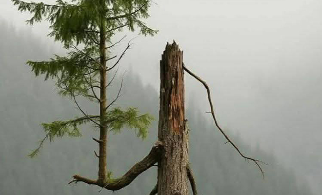 Туристы в лесу нашли елку, которая растет прямо из ветки другой елки