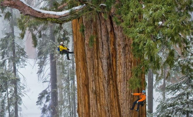 Самое высокое дерево на Земле уже достигло 116 метров и продолжает расти