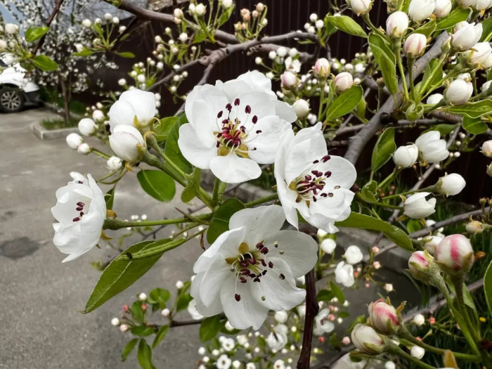 Яблоне в апреле – крайне важно: 1 г на 20 л – и гурьба вредителей уйдет в закат