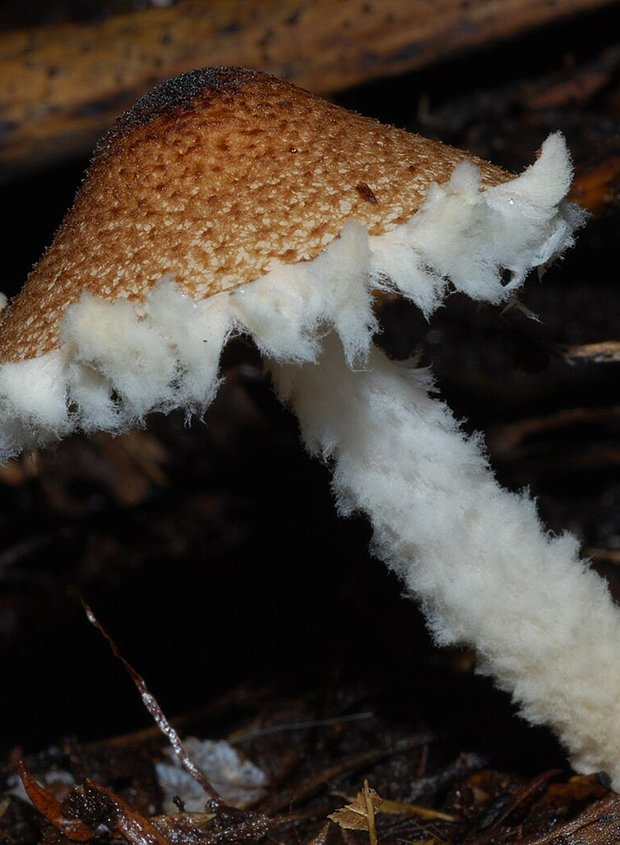 Гриб-зонтик: описание, фото, рецепты. Где и как собирать, что приготовить