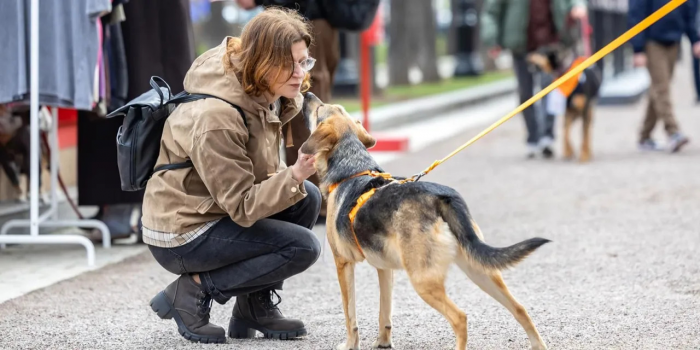 Более 50 животных нашли хозяев на мероприятии «Моспитомец х Четвероногий друг»