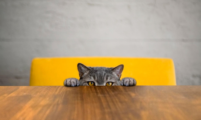 Ветеринар Бен назвал 5 пород кошек, которые никогда бы не завел у себя дома