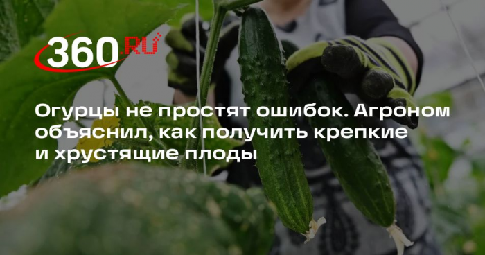 Главный агроном Тимирязевской академии раскрыл секреты выращивания огурцов