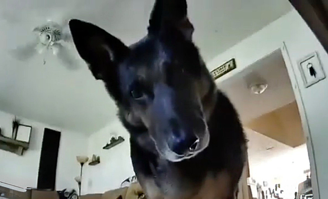 Собака увидела, что за ней наблюдает камера и сразу закрыла ее тряпкой