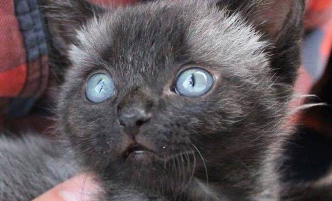 Девушка думала, что спасла милого котенка, но через 3 месяца он полностью сменил цвет и поведение