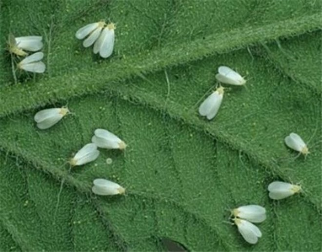 «Седой» цветок или прекрасное комнатное растение цинерария (61 фото)