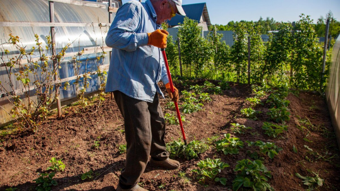 Как спланировать огород: севооборот, правильное соседство и требования растений
