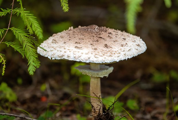 Гриб-зонтик: описание, фото, рецепты. Где и как собирать, что приготовить