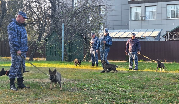 Пять щенков немецкой овчарки пополнили ряды служебных собак тамбовского УФСИН