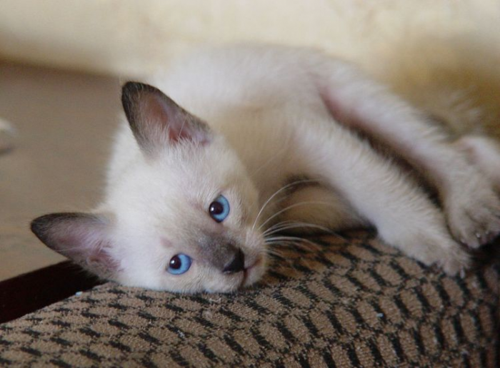 15 Фото сиамских котят — легендарных кошечек