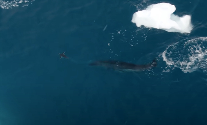 Пингвин уплыл под водой от морского леопарда, после чего выпрыгнул на льдину и стал с ним ругаться