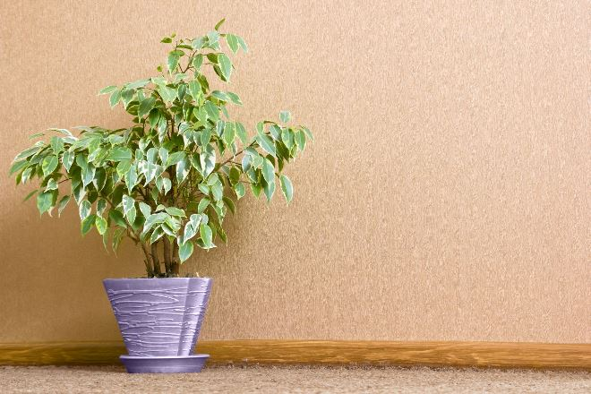 Комнатные растения в интерьере квартиры (112 фото)