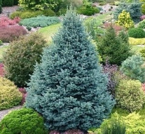 Хвойные растения для сада: выбираем самые неприхотливые культуры (65 фото)