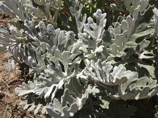 «Седой» цветок или прекрасное комнатное растение цинерария (61 фото)