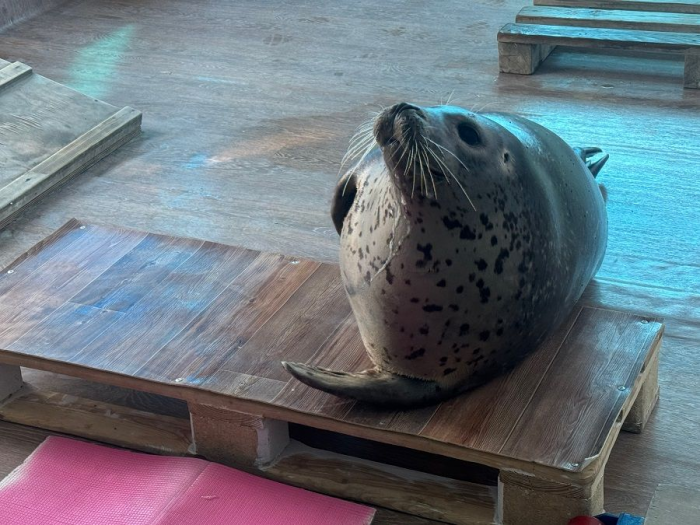 «Что дозволено Юпитеру»: приморские ларги собираются отмечать свой день