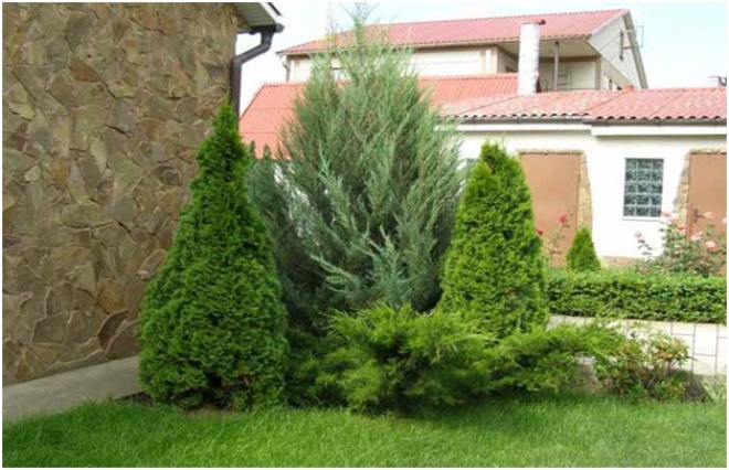 Неприхотливые декоративные кустарники в ландшафтном дизайне: фото и описания (56 фото)