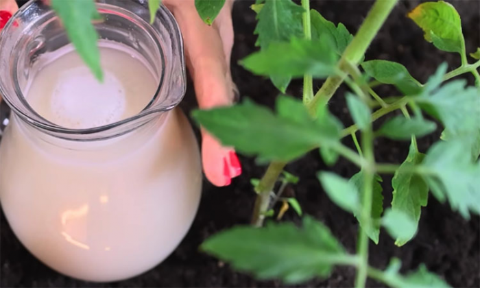 Как удвоить урожай помидоров. Будут крупными и очень сочными: подготовка, уход и полив