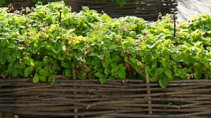 Идеи для сада: простые и оригинальные варианты (65 фото)