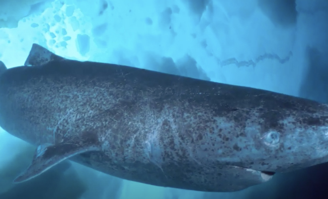 10 существ живущих гораздо дольше человека