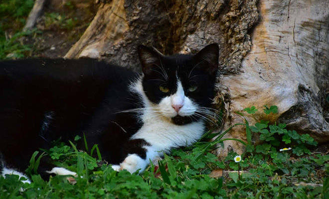 Потерявшийся в поездке кот вернулся домой через 5 месяцов. Он самостоятельно прошел 250 км до дома