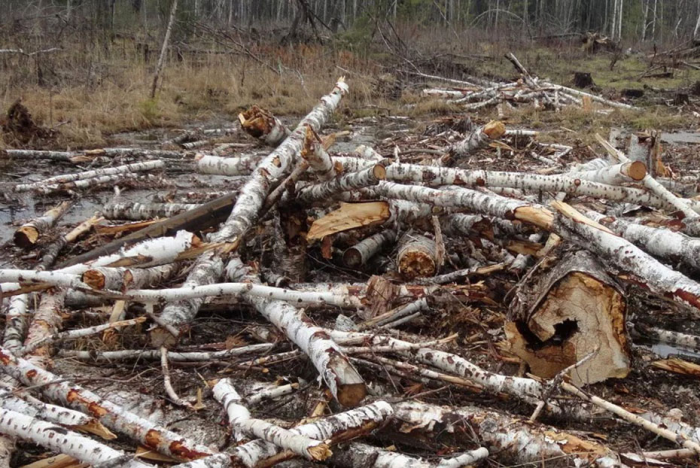 Почему сруб моего прадеда продержался несколько веков на голых камнях, а современные мембраны рассыпаются в пыль